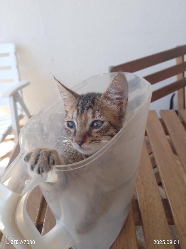 🐾 “Melissa, il tuo sorriso in formato micina” Foto 4